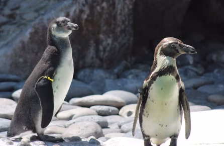 Crías de pingüinos de Humboldt nacen en el zoológico