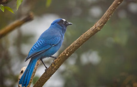 Participa en el Reto Naturalista 2026: Ciencia Ciudadana para Todos