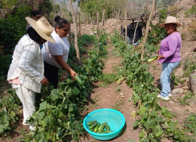 Calor y lluvias en Guatemala: Cuidado de Cultivos y Ganado