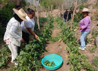 Calor y lluvias en Guatemala: Cuidado de Cultivos y Ganado