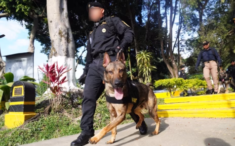 Éxitos del K9 de la PNC de Guatemala en la detección de drogas