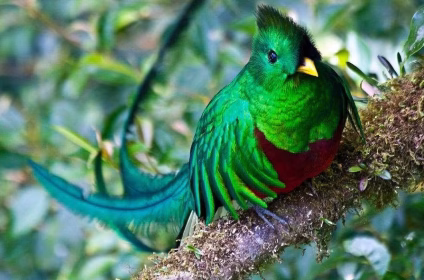 Biotopo del Quetzal Mario Dary Rivera