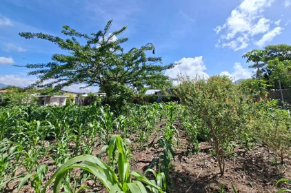 Impacto del calor en la falta de agua y agricultura