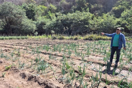 Agricultor señalando sus cultivos de cebolla en proceso de recuperación de cultivos por lluvias, rodeado de vegetación en zona rural de Guatemala