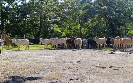 Reses en terreno seco por la sequía en Guatemala que provocó Alerta Anaranjada Nacional de Conred