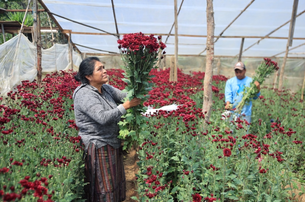 Crisantemos guatemaltecos vuelven al mercado de Estados Unidos